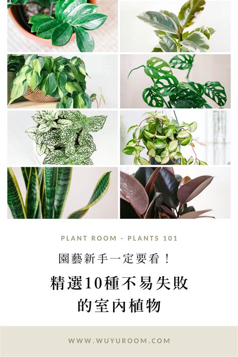 容易種植的植物|園藝新手一定要看！精選 10種好上手的室內植物